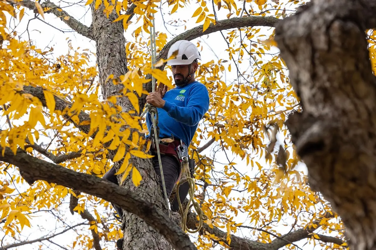 Skilled Tree Pruning crew working in Highland